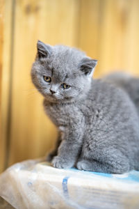 There is a lovely english shorthair blue cat in the room