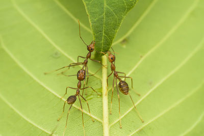 Close-up of ant on leaf