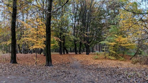 Trees in forest during autumn