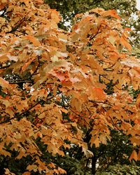 Low angle view of maple leaves on tree