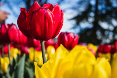 Close-up of red tulip