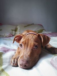 Portrait of dog resting on bed