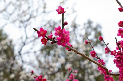 Low angle view of pink flowers blooming on tree