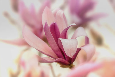 Close-up of pink flower