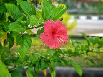 Close-up of hibiscus blooming outdoors