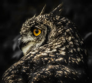 Close-up portrait of owl