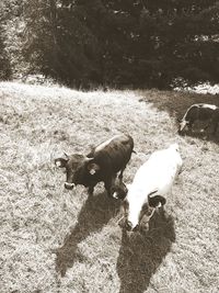 High angle view of cow on field