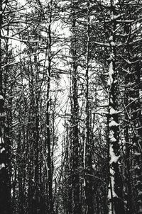 Low angle view of bare tree