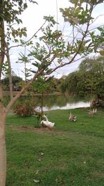 Birds on grassy field by lake