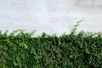 Close-up of plants against wall