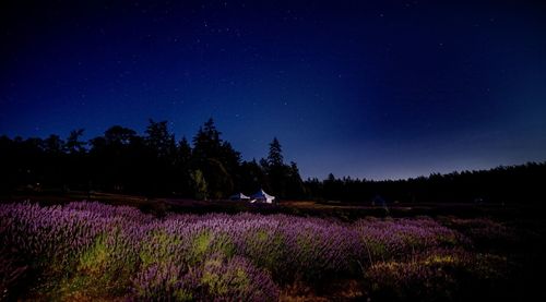 Scenic view of lavender field against sky at night