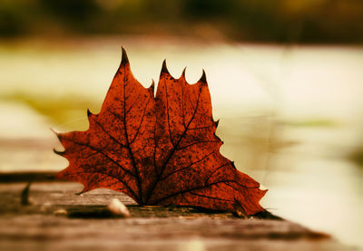 Close-up of autumn leaf on plant