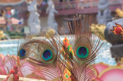 Close-up of peacock feather against water