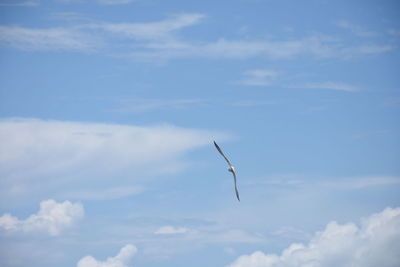 Low angle view of bird flying against sky