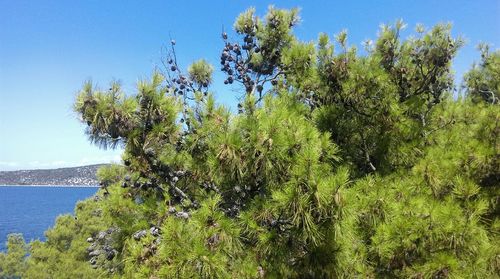 Trees on landscape against blue sky