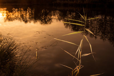 Scenic view of lake during sunset