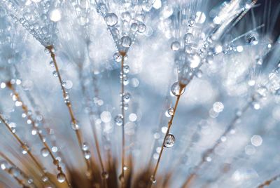 Raindrops on the dandelion seed , rainy days in spring