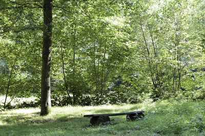 Trees on grass in forest