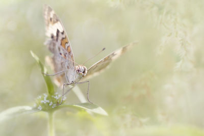 Close-up of butterfly, painted lady vanessa cardui