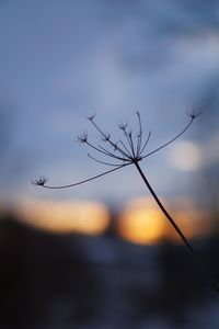 Close-up of plant against sky