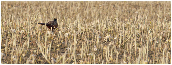 View of a bird on field
