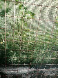 Full frame shot of tree trunk