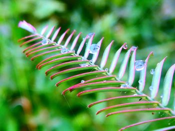 Close-up of green leaves on plant