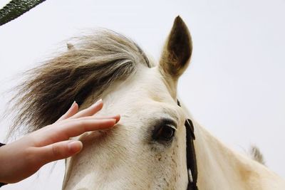 Close-up of hand with horse
