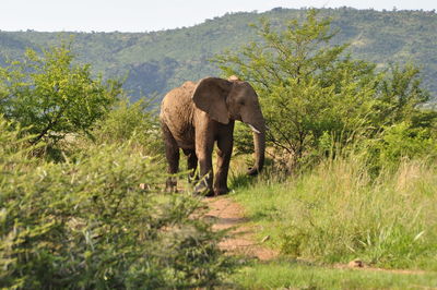 Elephant walking in a forest