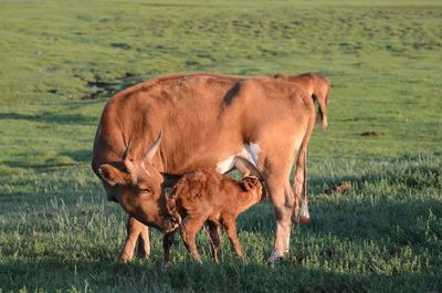 Cow in a field