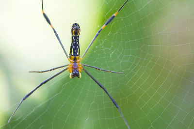 Close-up of spider on web