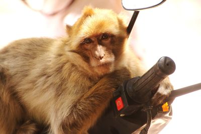 Portrait of monkey holding on mirror looking away