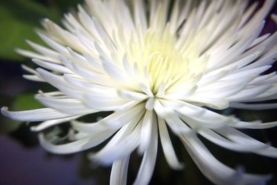 Close-up of white flower blooming outdoors