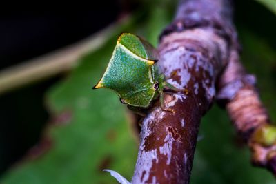 Close-up of leaf on tree trunk