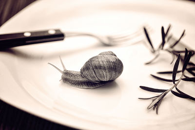 Close-up of snake on table