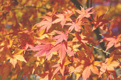 Close-up of maple leaves