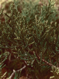 Close-up of frozen plants on field