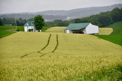 Scenic view of agricultural field