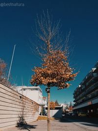 Low angle view of tree and building against sky