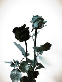 Low angle view of butterfly perching on flower