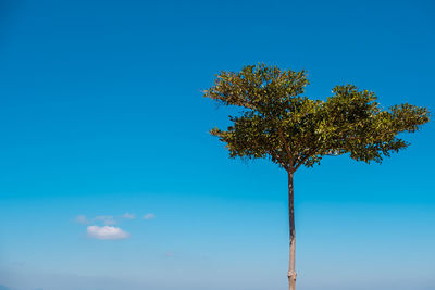 Low angle view of tree against clear blue sky