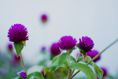 Close-up of purple flowering plant