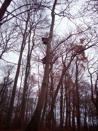 Low angle view of bare trees in forest