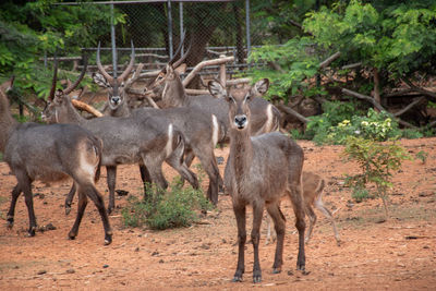 Herd deer that gather in the zoo.many deer are standing and looking at camera.