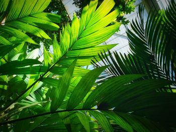 Close-up of palm tree leaves