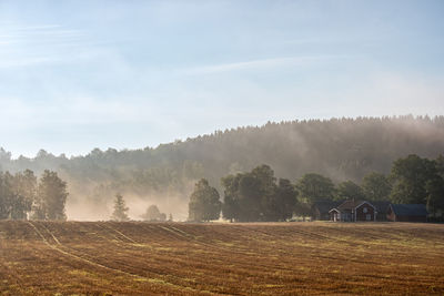 Misty morning at a farm in backlight
