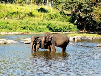 Elephant in a lake