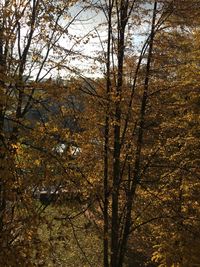 Trees in forest during autumn