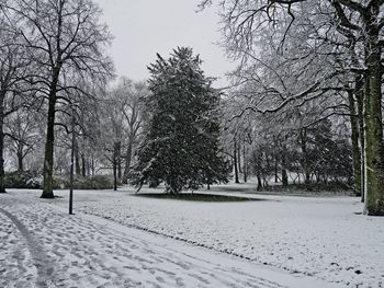 Bare trees on snow covered landscape