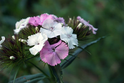 Close-up of pink flowers blooming outdoors